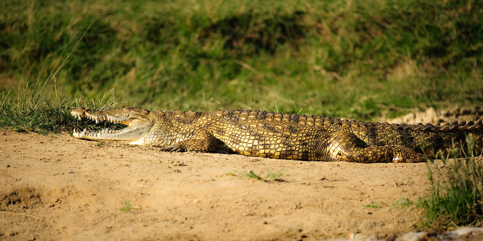 Slika 4. Nilski krokodil
