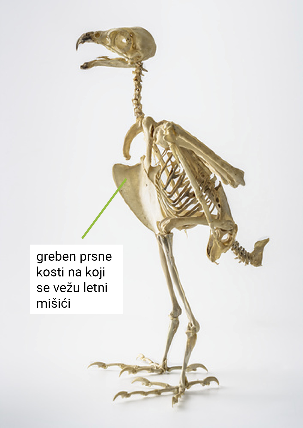 Slika 2. Kostur ptica letačica