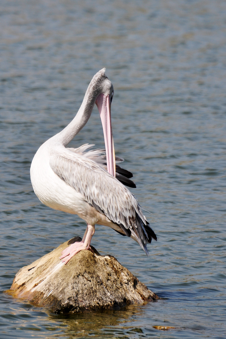 Slika 5. Pelikan – ptica vodenog staništa
