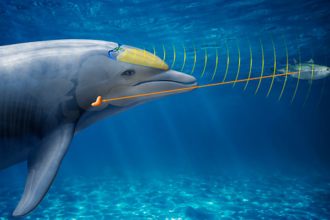 Slika 4. Eholokacija dupina