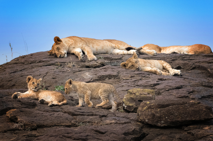 Slika 6. Čopor lavova