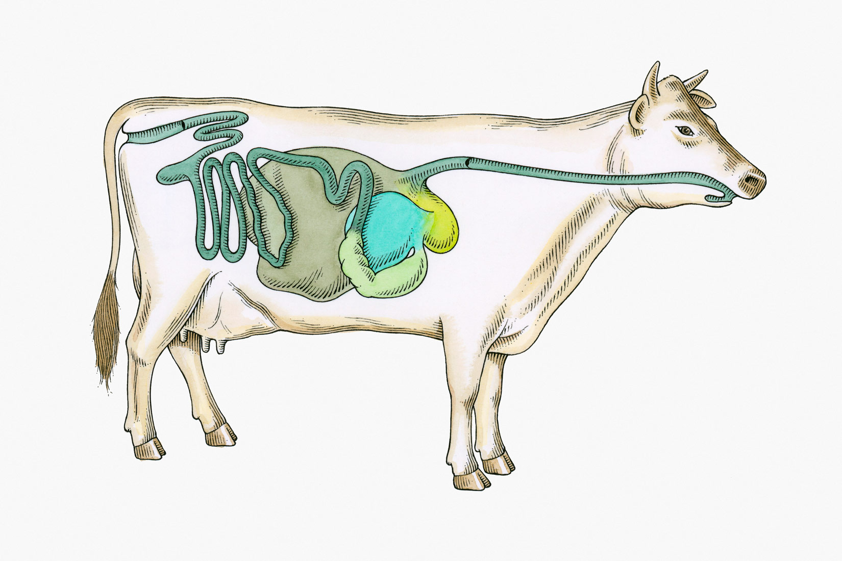Slika 3. Probavni sustav biljojeda