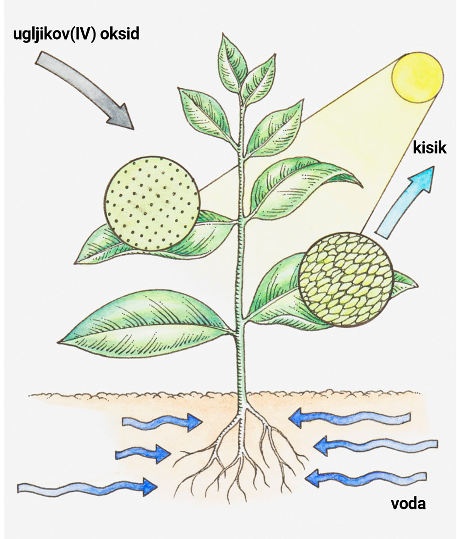 Slika 1. Fotosinteza