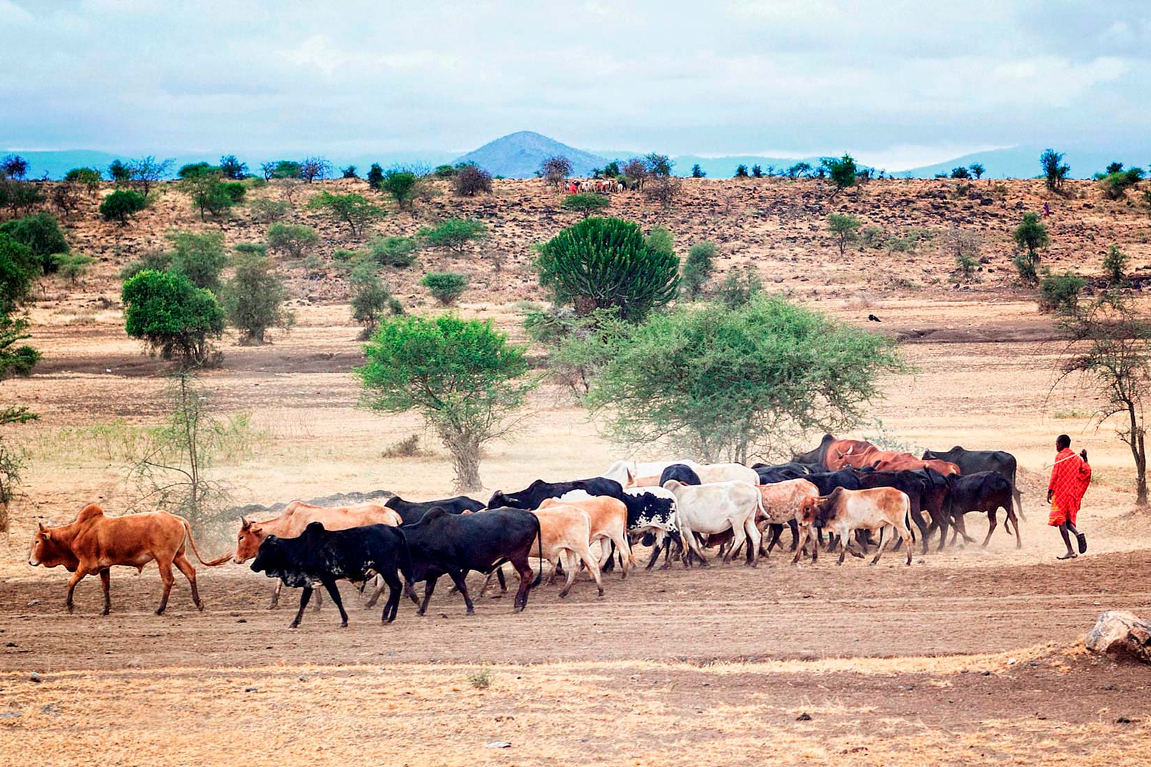 Slika 3. Slika prikazuje čovjjeka iz plemena Masai iz Istočne Afrike. Ljudi navedenog plemena posjeduju verziju gena za laktazu koji nije onemogućen nakon sazrijevanja, kao i mnogi ljudi porijeklom iz Europe, Srednjeg Istoka i Indije.