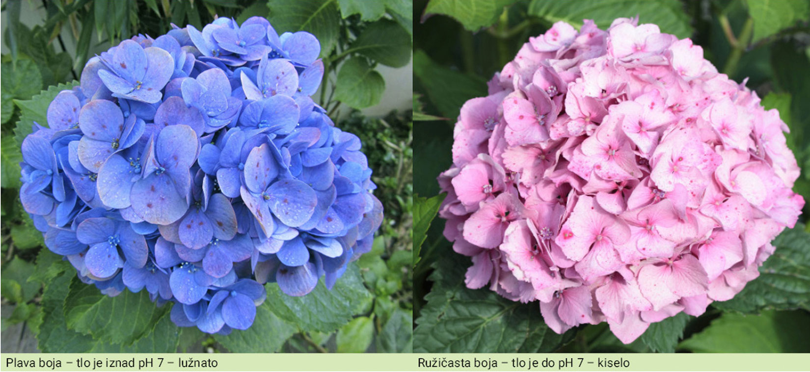Slika 2. Cvijet biljke hortenzije može imati plavu ili ružičastu boju cvjetova ovisno o pH tla na kojem se nalazi.