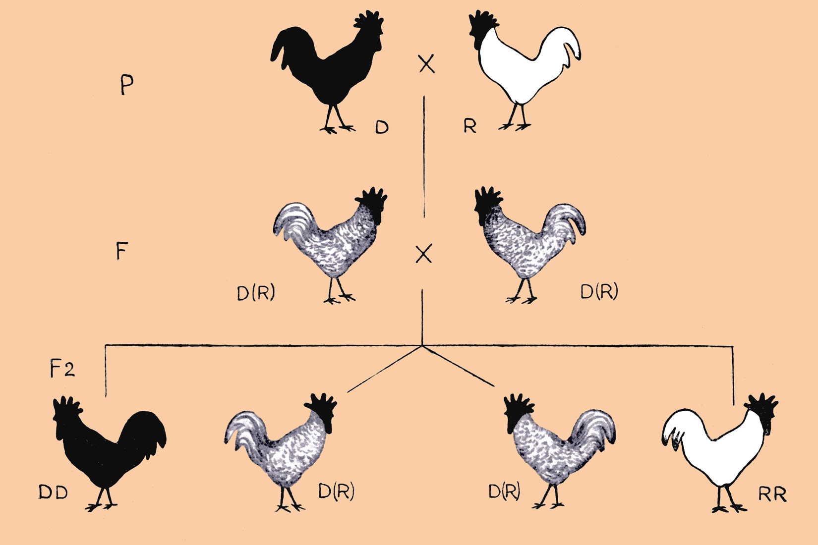 Slika 1. Slika prikazuje križanje pijetla i kokoši koji imaju različitu boju perja. To je svojstvo koje nasljeđuju potomci.