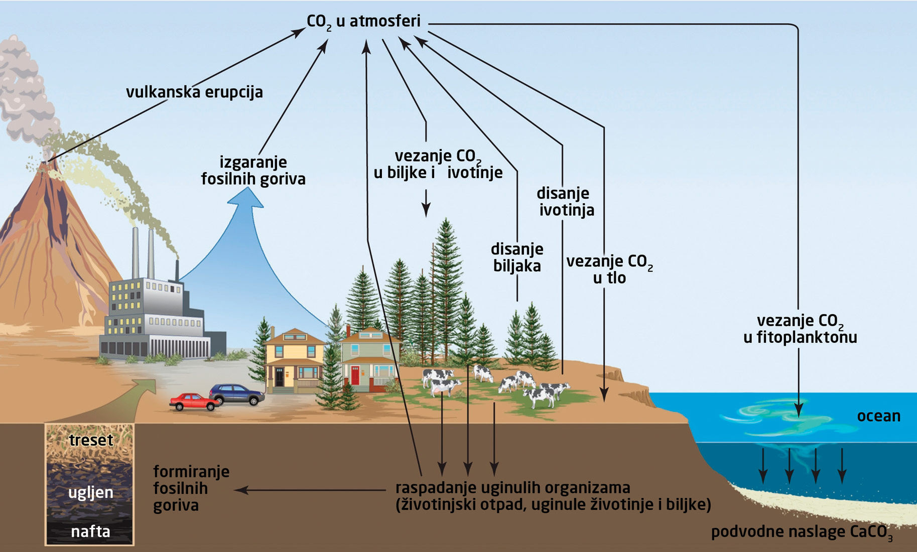 Fotografija prikazuje shematski prikaz kružnog toka ugljika. Ugljikov dioksid nastaje kao produkt izgaranja fosilnih goriva, erupcija vulkana, disanja živih bića i raspadanjem biljnih i životinjskih ostataka te odlazi u atmosferu. Iz zraka se ugljik koristi za fotosintezu te se otapa u morima i oceanima.
