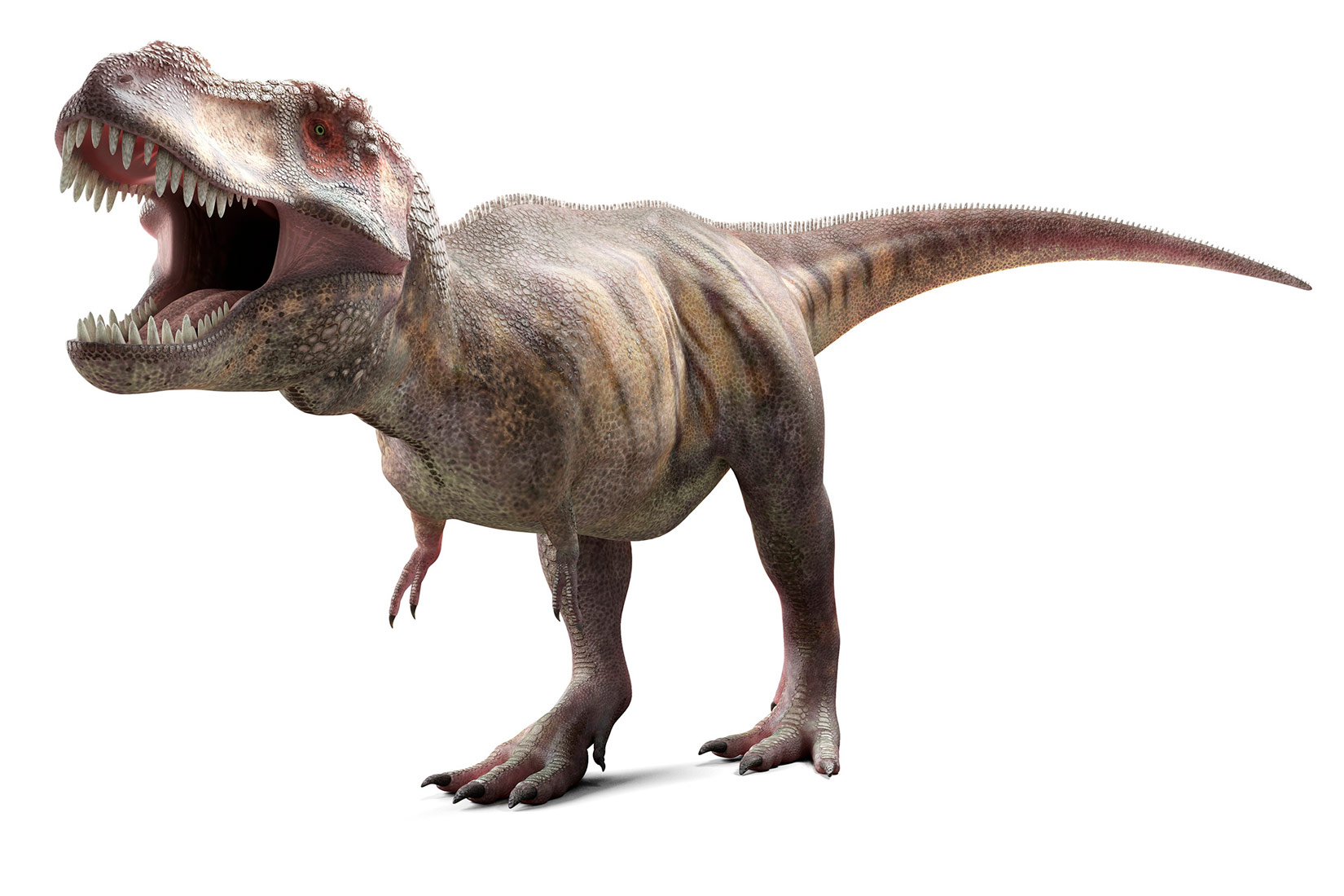 Ilustracija koja prikazuje iumrlog dinosaura T. rex-a