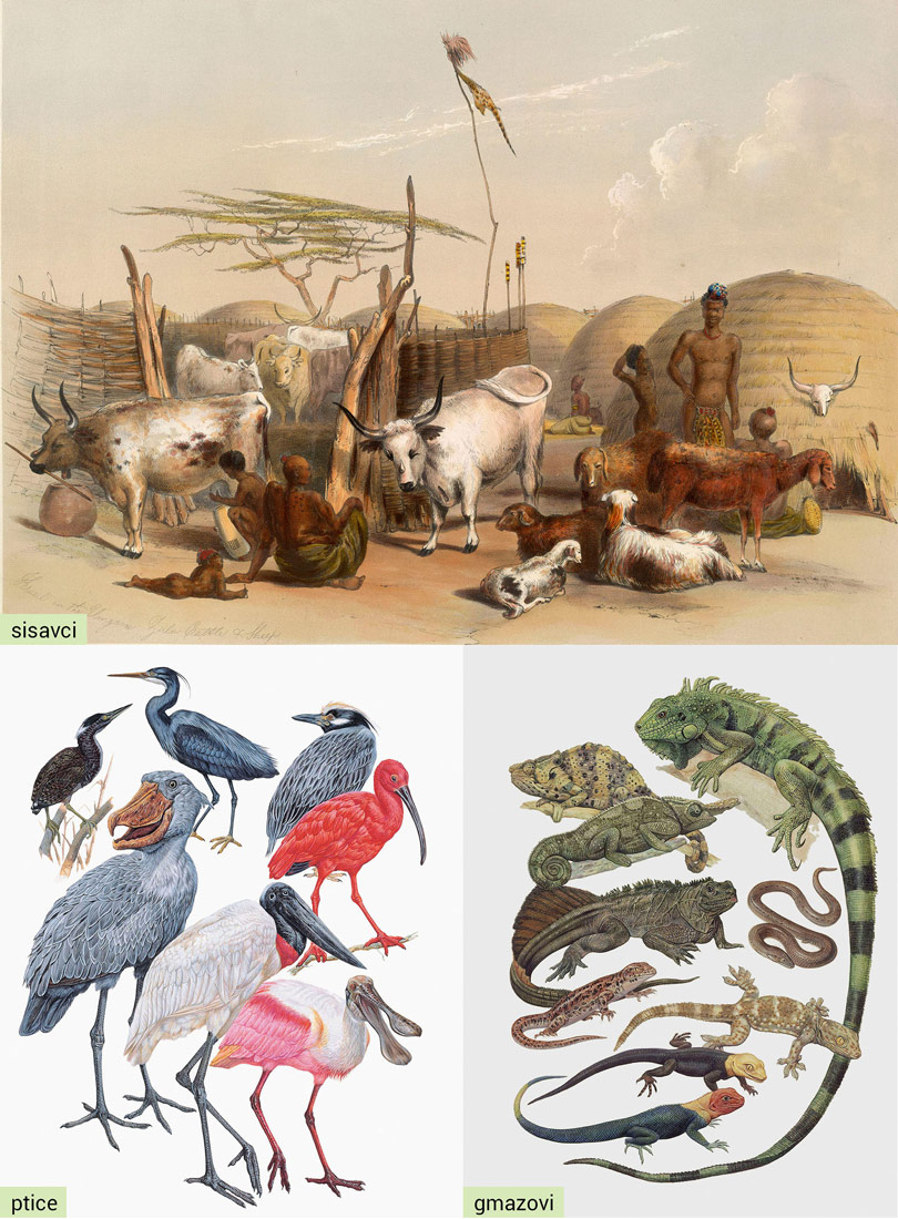 Slika 4. Ptice, gmazovi i sisavci