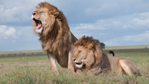 Grassland lions