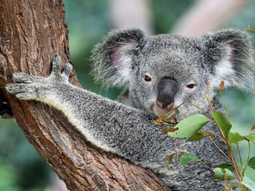 Koala