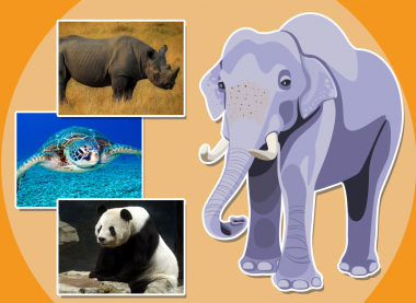 M5 u4 endangered animals