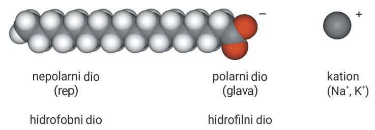 Fotografija prikazuje kalotni model molekule sapuna. Model se sastoji od hidrofobnog dijela kojeg nazivamo rep i hidrofilnog kojeg nazivamo glava.