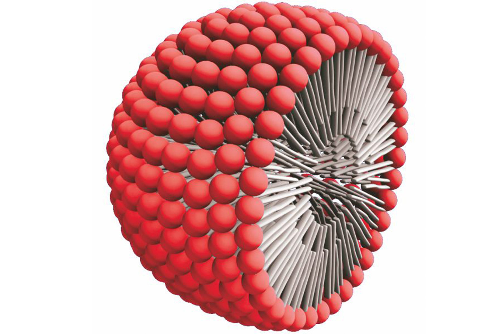 Fotografija prikazuje shematski prikaz micele u prostoru. Molekule podsjećaju na mnoštvo pribadača gdje crvene kuglice na pribadači, okrenute prema gore predstavljaju hidrofilni dio, a dugo tijelo hidrofobni dio. Mnoštvo takvih čestica skupljeno je u sferu, glave pribadače okrenute su prema gore, dakle prema okolišu a tijela prema unutrašnjosti.