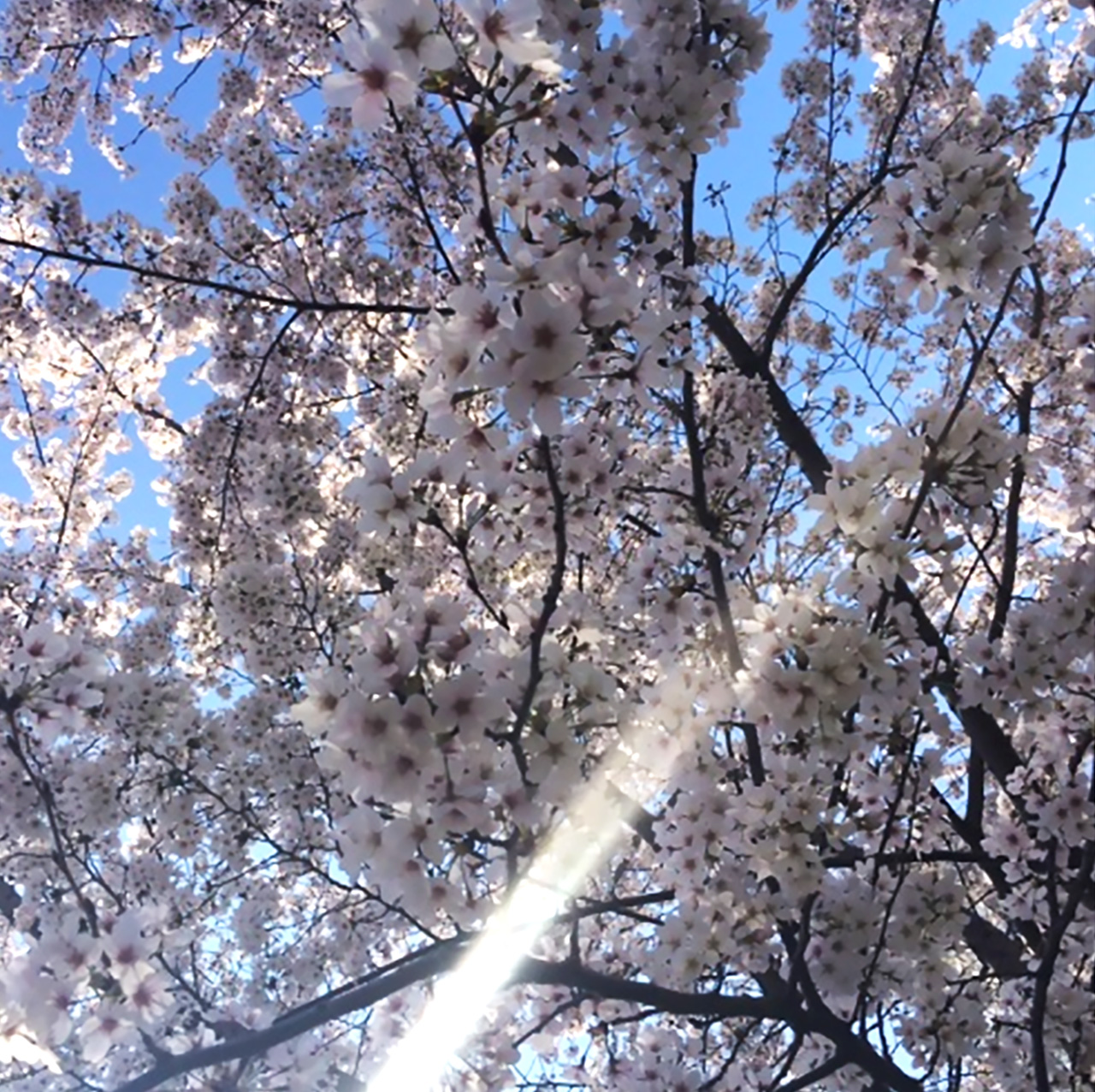 Drvo trešnje u bogatom cvatu. 