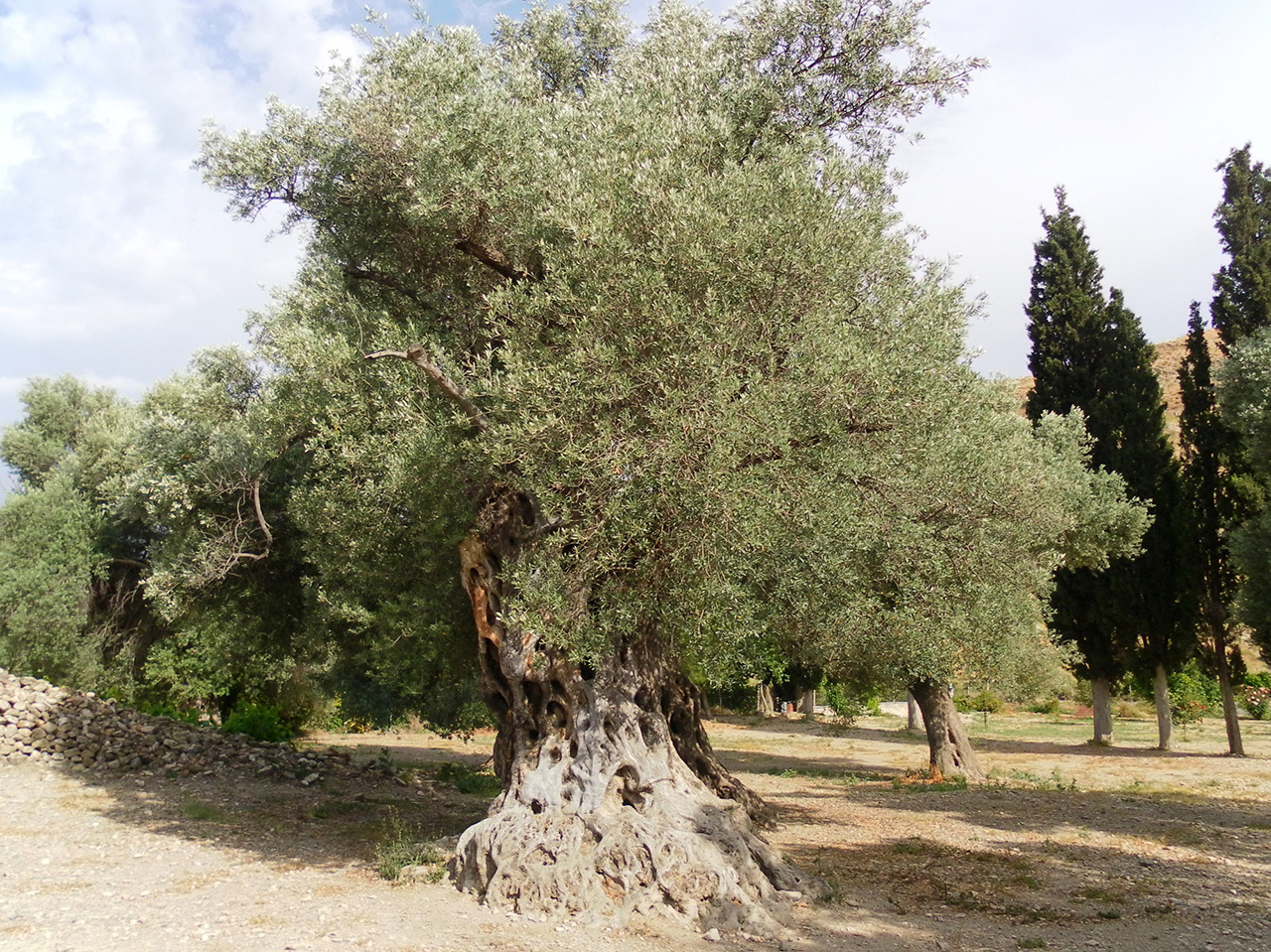 Najstarije stablo masline okruženo drugim maslinama i čempresima.