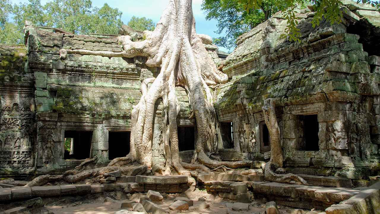 Ruševine hrama obrasle ogromnim korijenjem drveća. 