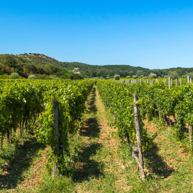 Uedni redovi  obrađenog i održavanog pokošenog vinograd