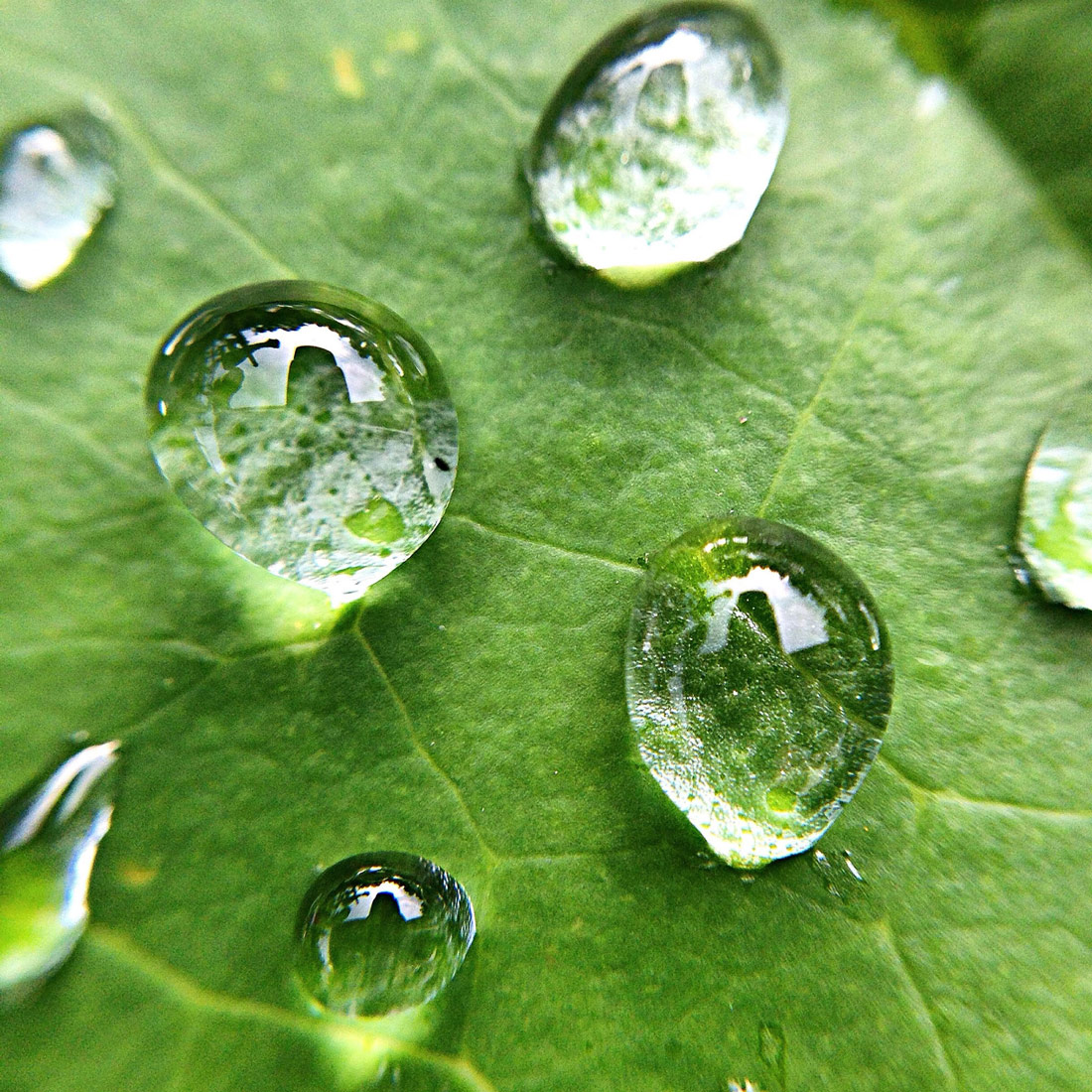 Fotografija prikazuje uvećan prikaz zelenog lista na kojem se nalazi sedam kapi vode koje su nasumično položene na list.