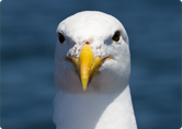 Galeb
