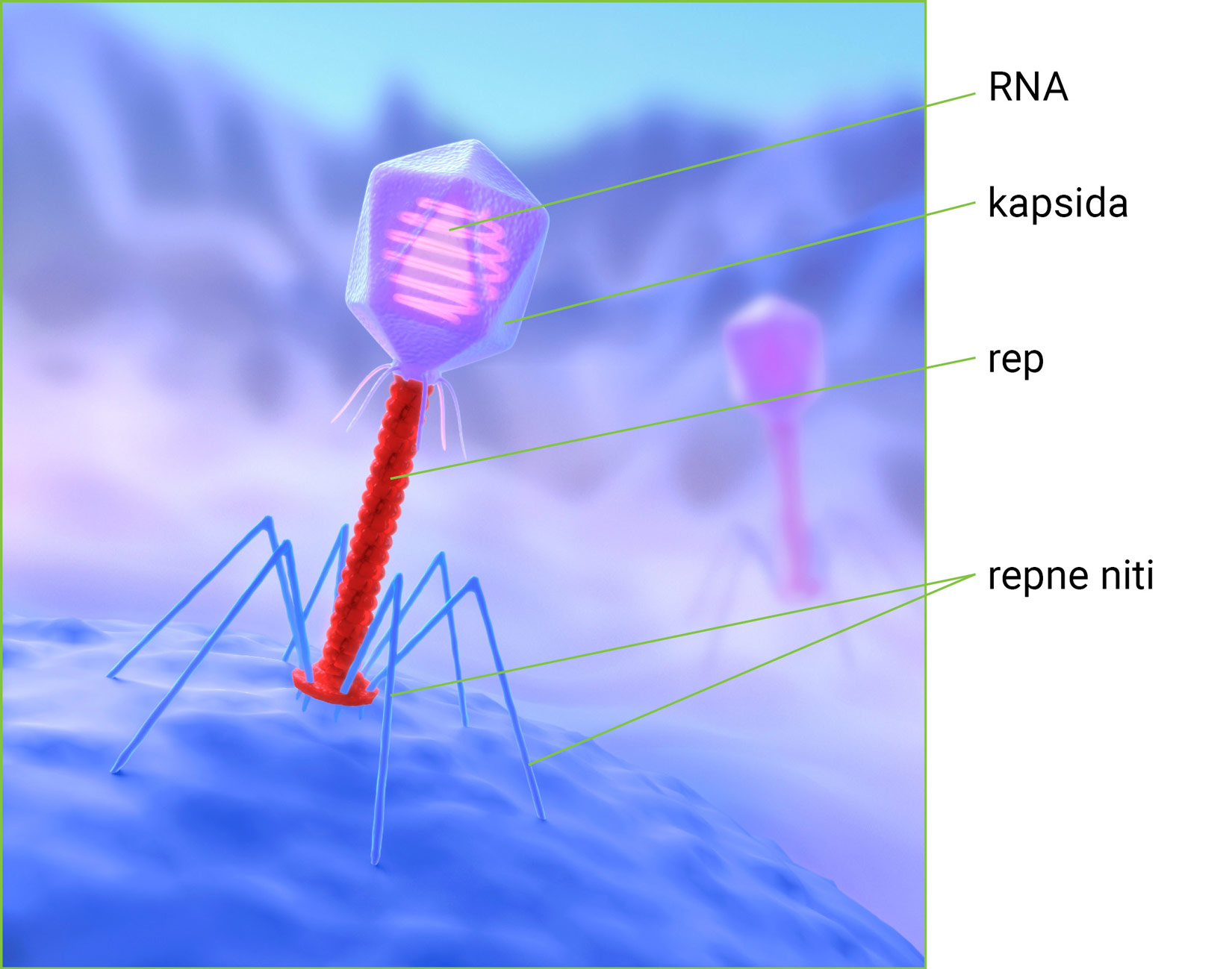 Na slici je prikazan bakteriofag crveno- plave boje koji napada bakrterijsku stanicu koja je plavo obojena na slici.