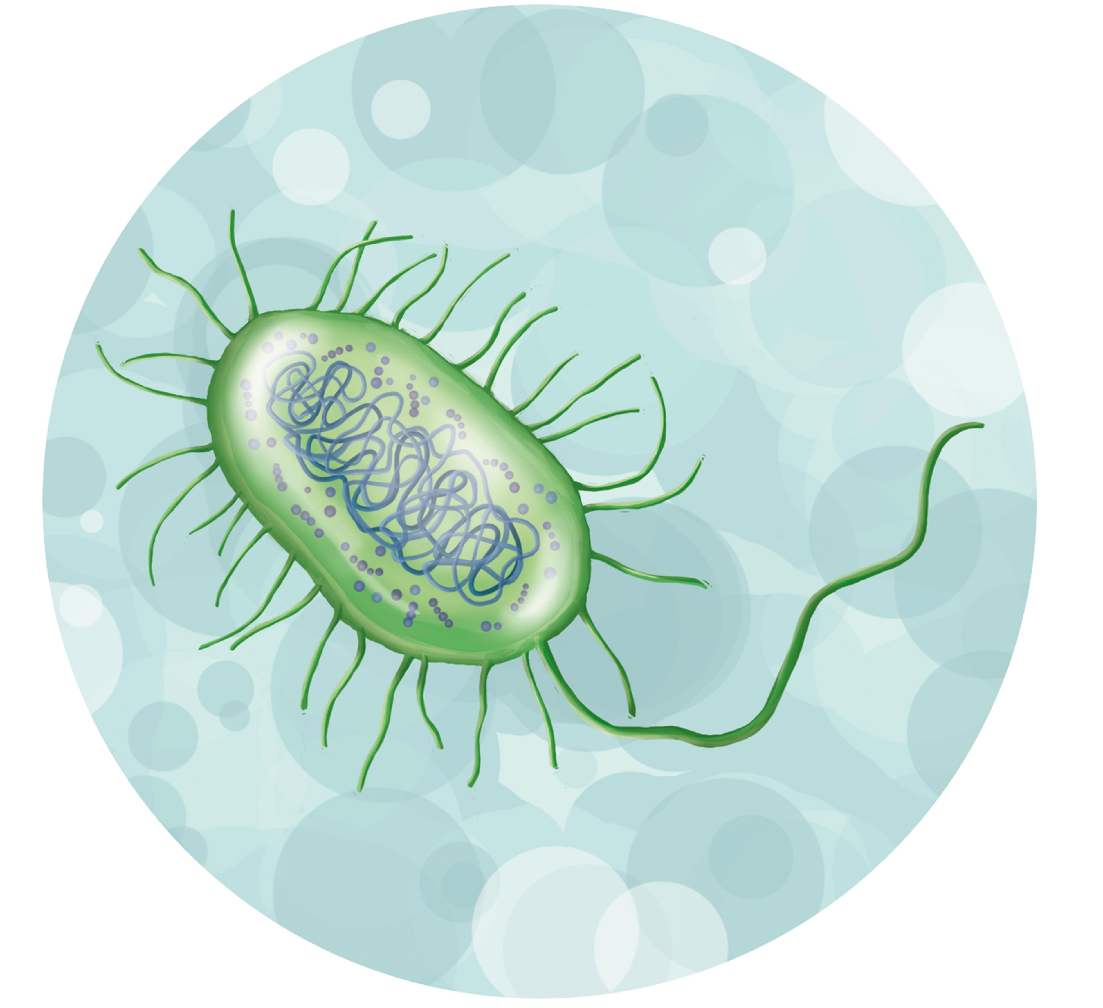 Prikazuje prokariotsku stanicu odnosno bakterijsku stanicu koja je prekrivena pilima i ima dugački bič. U unutrašnjosti se nalazi molekula DNA.