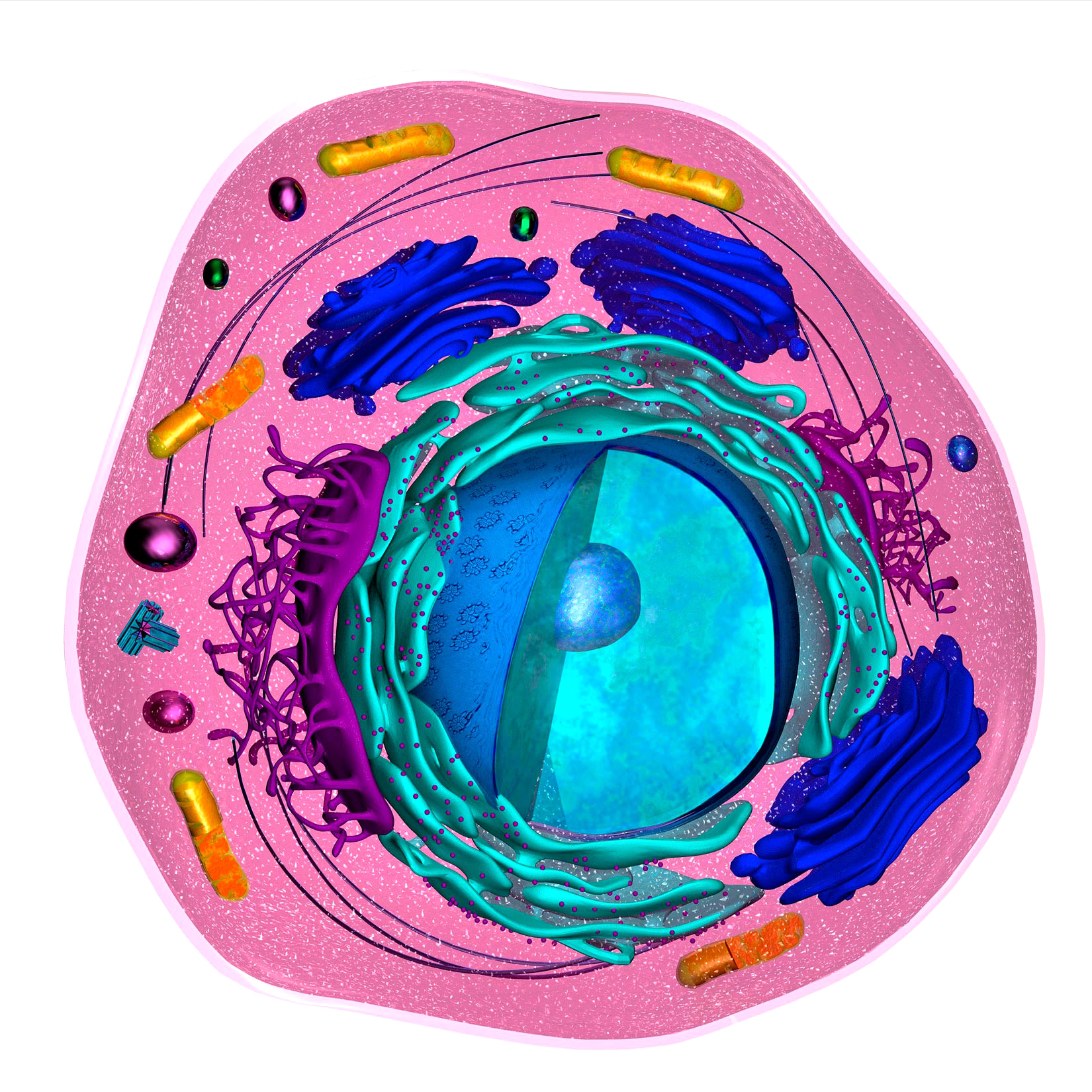 Prikazuje eukariotsku stanicu. Stanična membrana odjeljuje citoplazmu od okoliša. U citoplazmi se nalazi velika jezgra u kojoj je pohranjena DNA. Na jezgrinu ovojnicu nadovezuje se endoplazmatski retikulum koji se sastoji od niza odjeljaka plosnatog oblika iza kojeg se nalazi Golgijev aparat vrlo slične građe. U citoplazmi se nalaze mitohondriji koji imaju oblik sitnih kapsula. Kroz citoplazmu se protežu mikrotubuli koji imaju oblik dugih vlaknastih niti iz centrosoma.