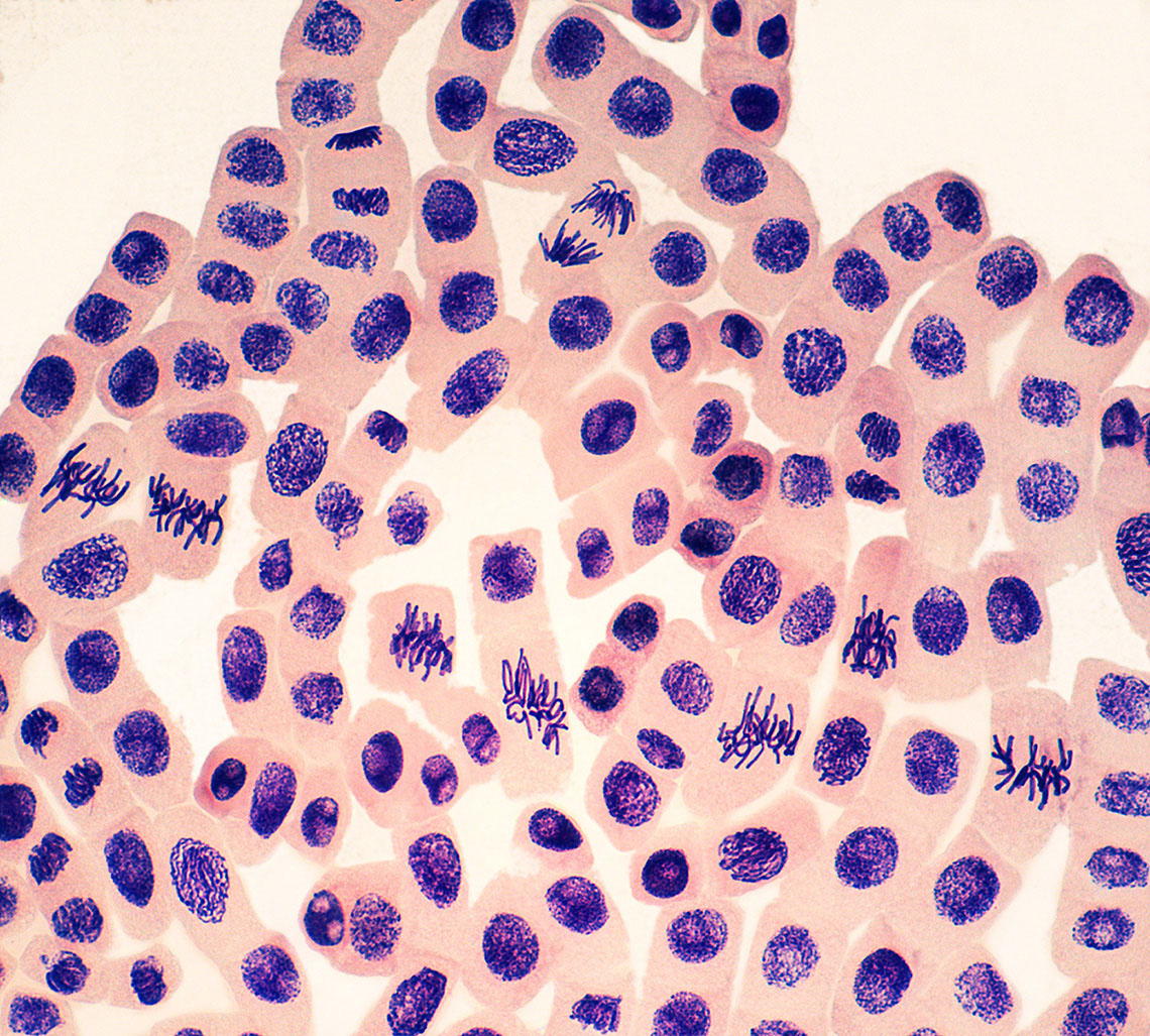 Mikroskopski preparat vršnih stanica korijena luka koje su obojene ljubičastom bojom