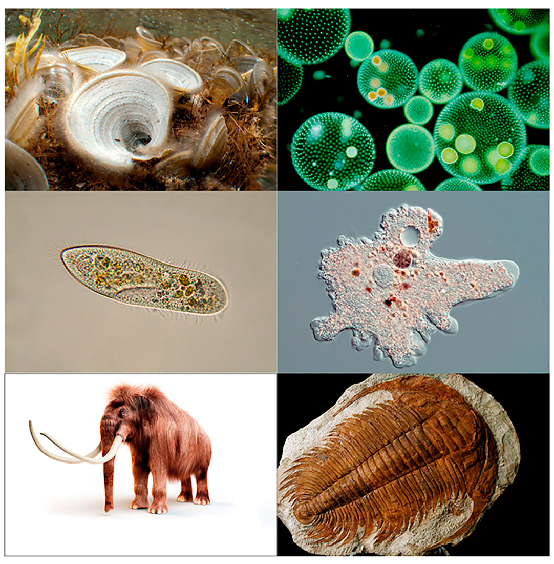 Jeste li vidjeli ove organizme?