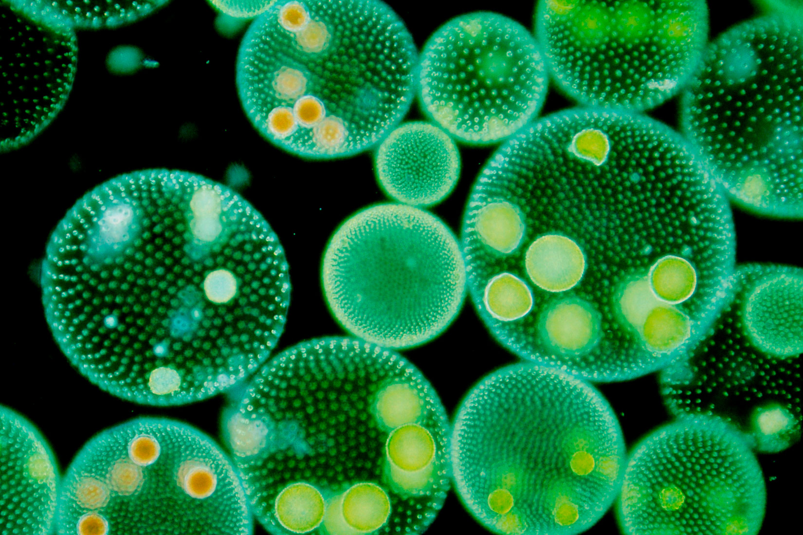 Микро клеток. Колониальные водоросли вольвокс. Вольвокс одноклеточный. Хлорелла и вольвокс. Одноклеточные водоросли вольвокс.