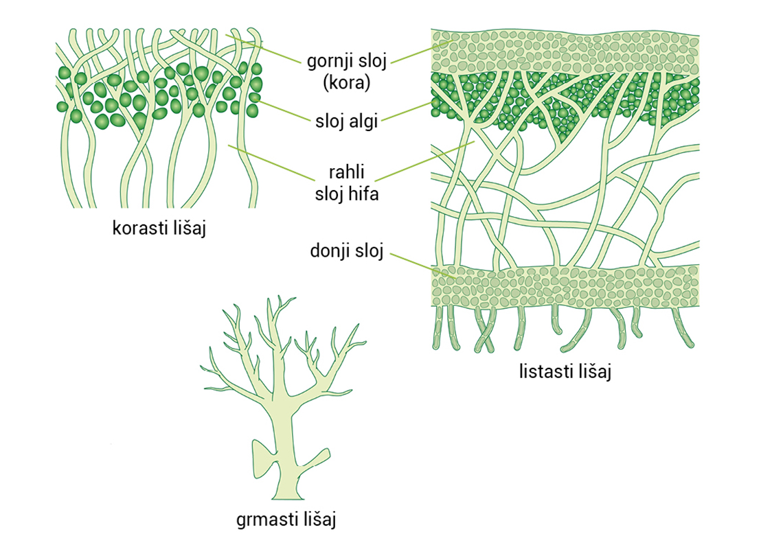Slika prikazuje strukturnu građu lišajeva. U gronjem sloju koji se naziva korteks nalazimo stanice gljiva ispod kojeg dolazi sloj stanica algi. U sredini se nalazi medula u kojoj se nalaze uglavnom nitaste hife. Na dnu se nalazi donji korteks koji je ponovno izgrađen od stanica gljiva.