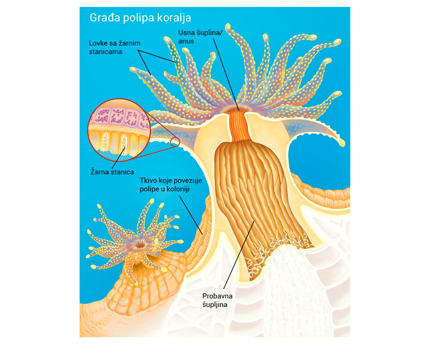 Slika pokazuje anatomsku građu žarnjaka prikazanu kao presjek kroz središte životinje. U središtu organizma nalazi se velika probavna šupljina koje je povezana s okolišem preko uskog otvora koji služi kao usta i anus istovremeno. Usta okružuju lovke sa žarnim stanicama, koje izgledaju kao krakovi. Žarne stanice nalaze se s vanjske strane lovki.
