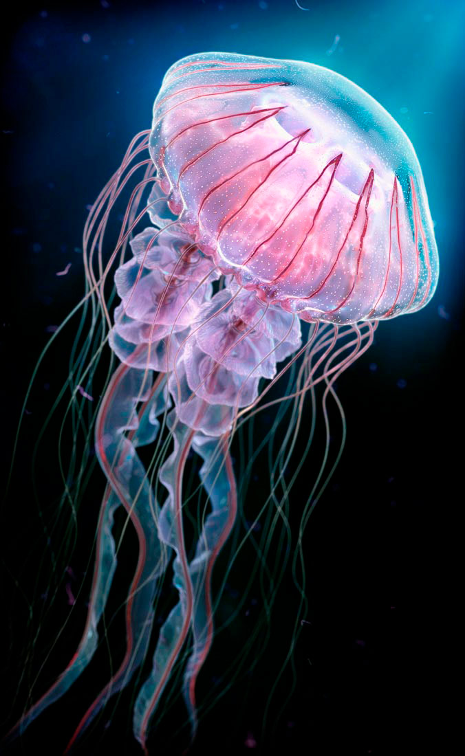 Spužve i žarnjaci – Biologija 7