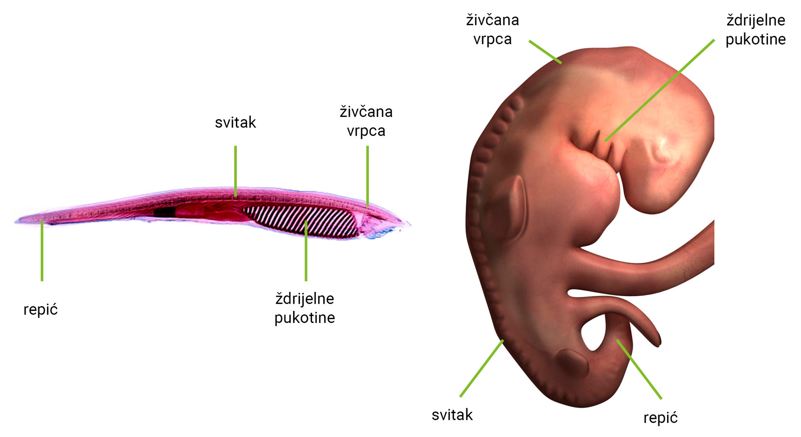 Ilustracija prikazuje vanjski izgled ružičasto-crvene kopljače. Naznačeni su repić, svitak, ždrijelne pukotine i živčana vrpca te embrio kralježnjaka u sklupčanoj poziciji s naznačenim repićem, svitkom, živčanom vrpcom i ždrijelnim pukotinama.