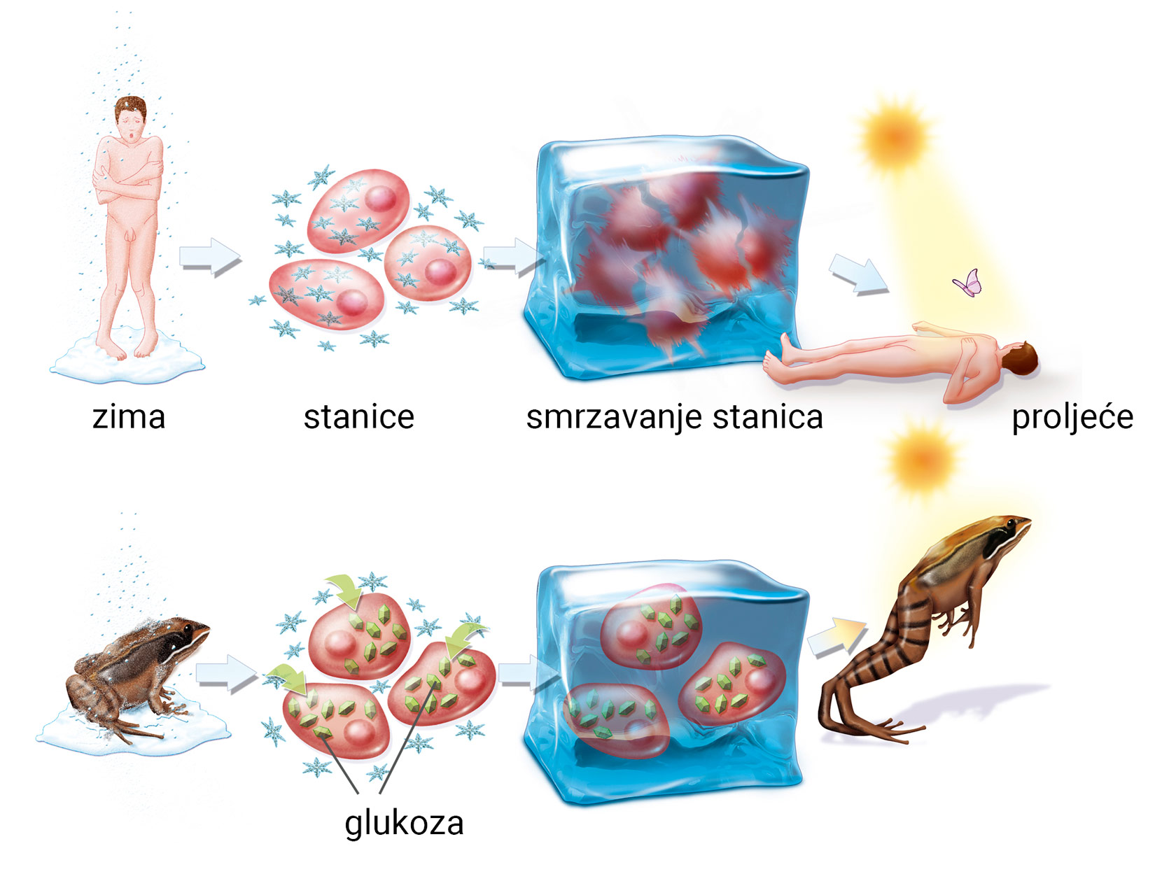 Na ilustraciji se nalaze četiri sličice koje prikazuju što se događa pri zamrzavanju stanica kod čovjeka te četiri koje prikazuje isti proces kod žaba. Prva sličica prikazuje osobu koja drhti uslijed hladnoće, druga sličica prikazuje tri stanice izložene hladnoće, treća sličica prikazuje ljudske stanice okovane ledom, a četvrta sličica prikazuje osobu kako leži na podu iako se temperatura vratila u normalu. Na prvoj sličici vezanoj na proces kod žabe se nalazi sama životinja izložena hladnoći, druga sličica prikazuje tri žablje stanice u kojima se nalazi glukoza, treća sličica prikazuje žablje stanice okovane ledom koje zadržavaju funkciju i neoštećene su, a na zadnjoj sličici vidimo žabu u skoku koja nije uginula uslijed smrzavanja