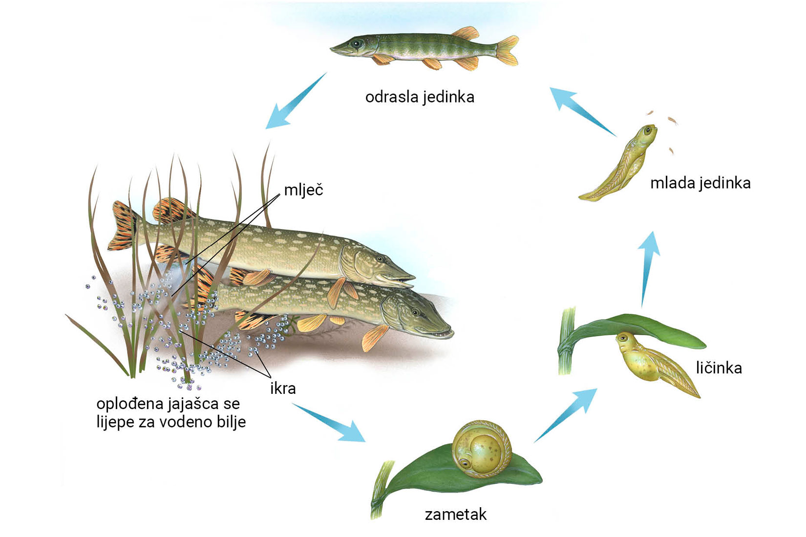 Slika prikazuje životni ciklus štuke u pet manjih sličica koje čine zatvoreni ciklus