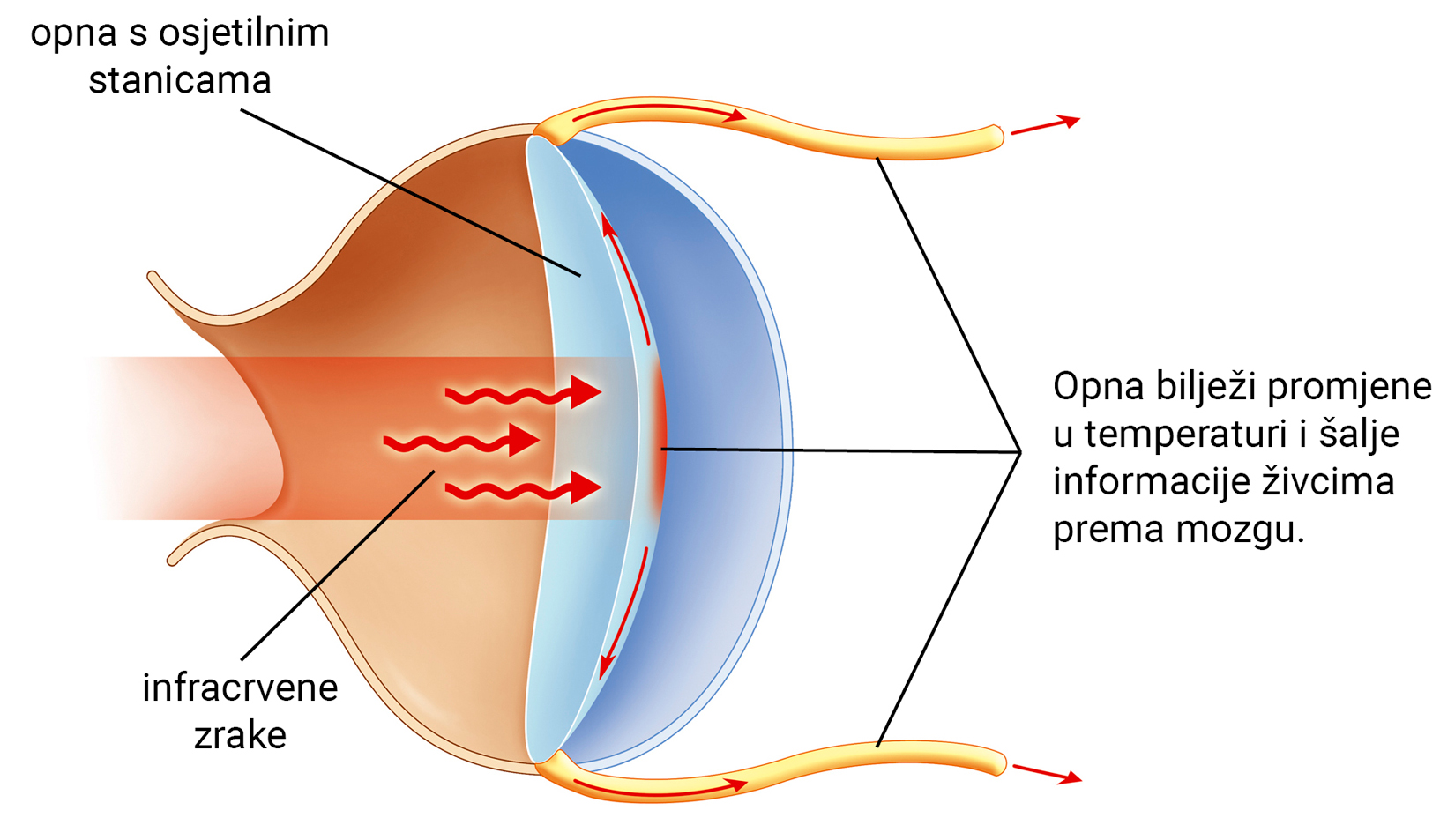Otkrivanje topline plijena