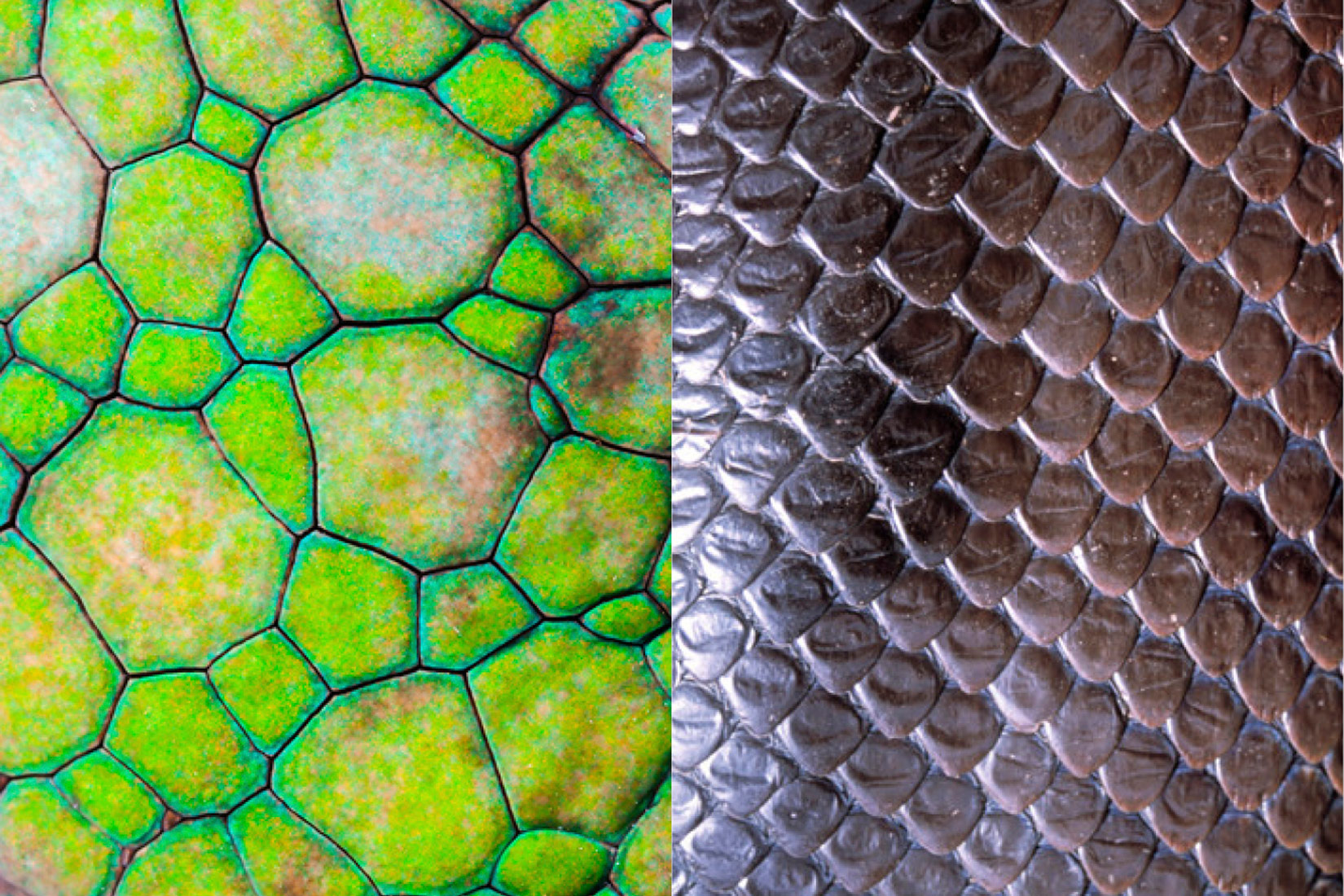 Pokrov tijela nekih gmazova