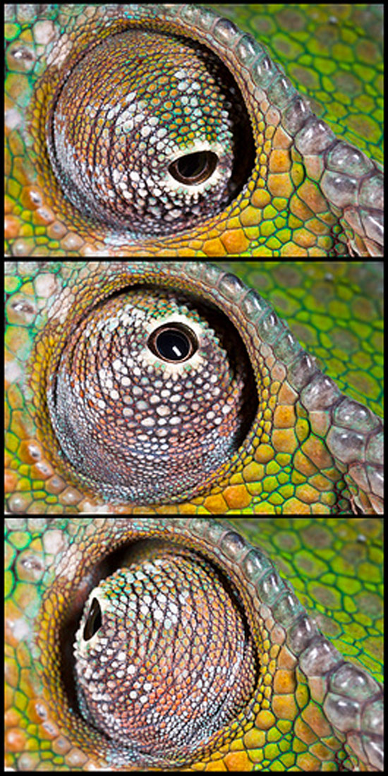 Pokretljivost oka kameleona