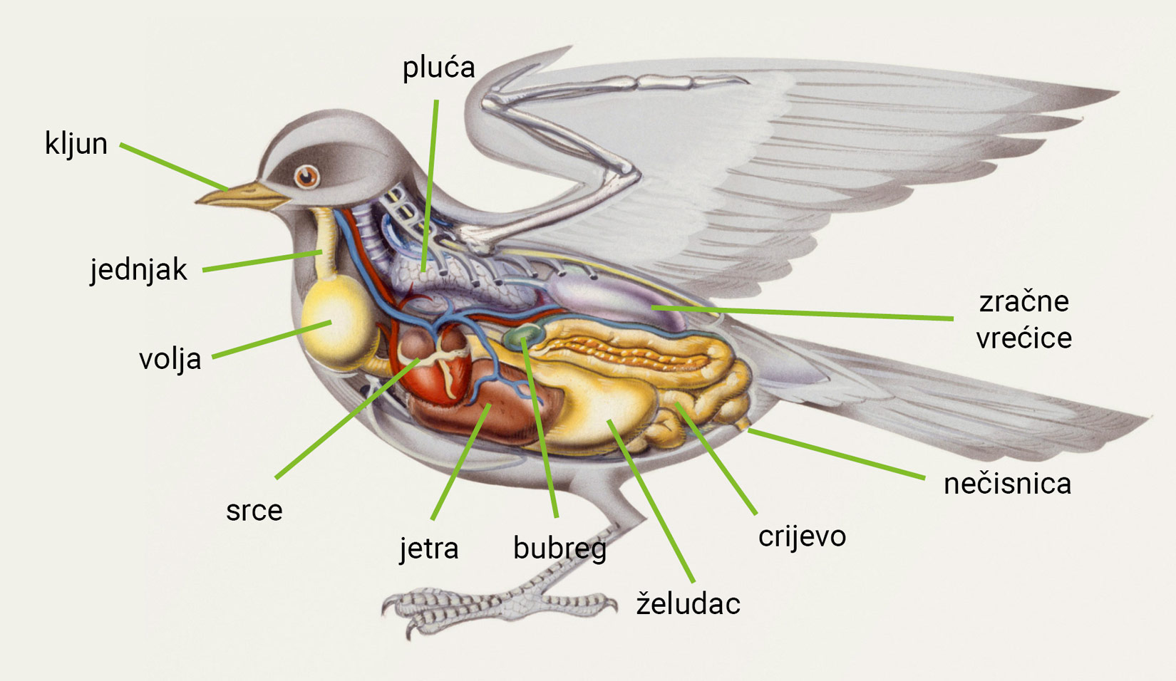 Unutarnja građa ptice