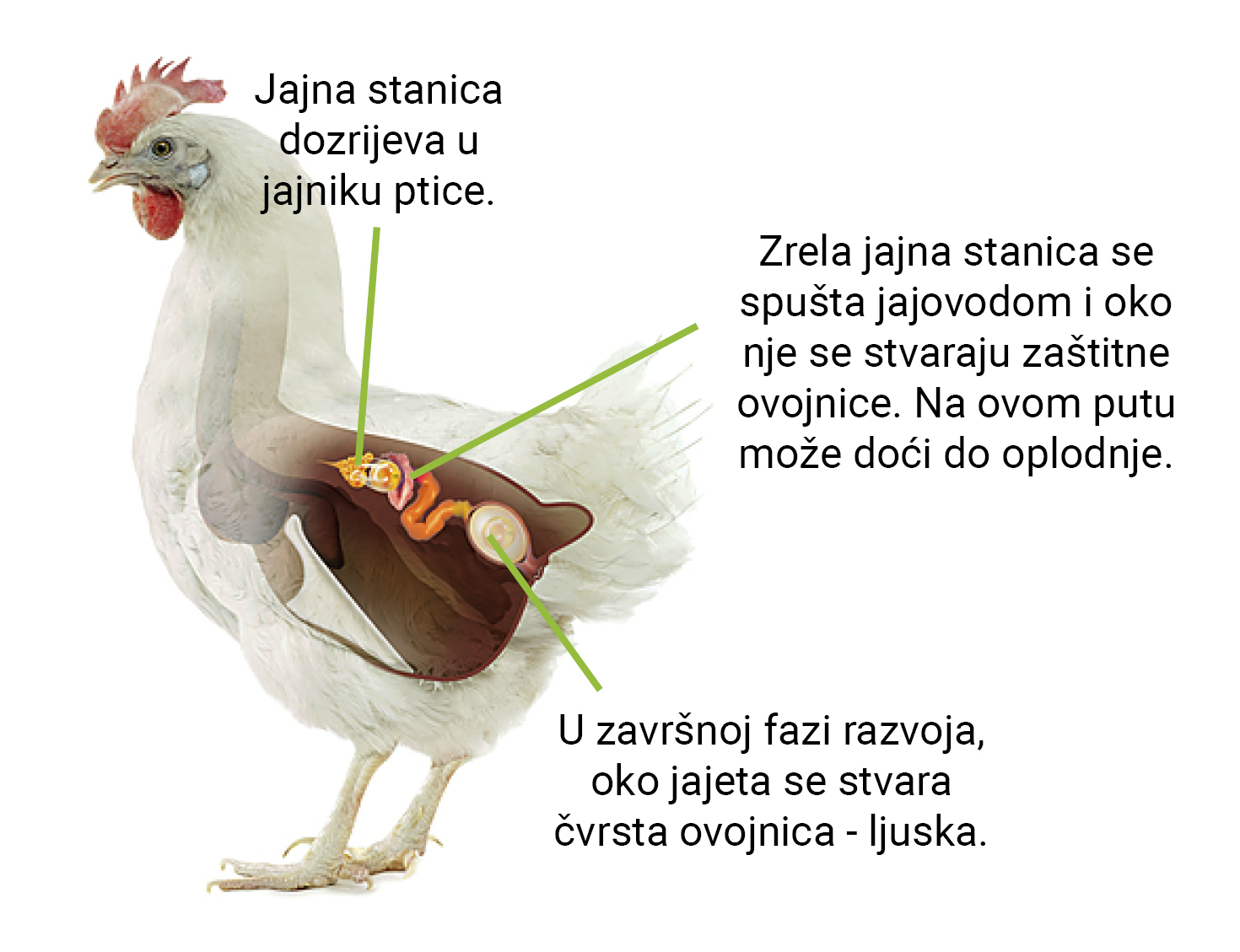 Razvoj jajeta unutar kokoške