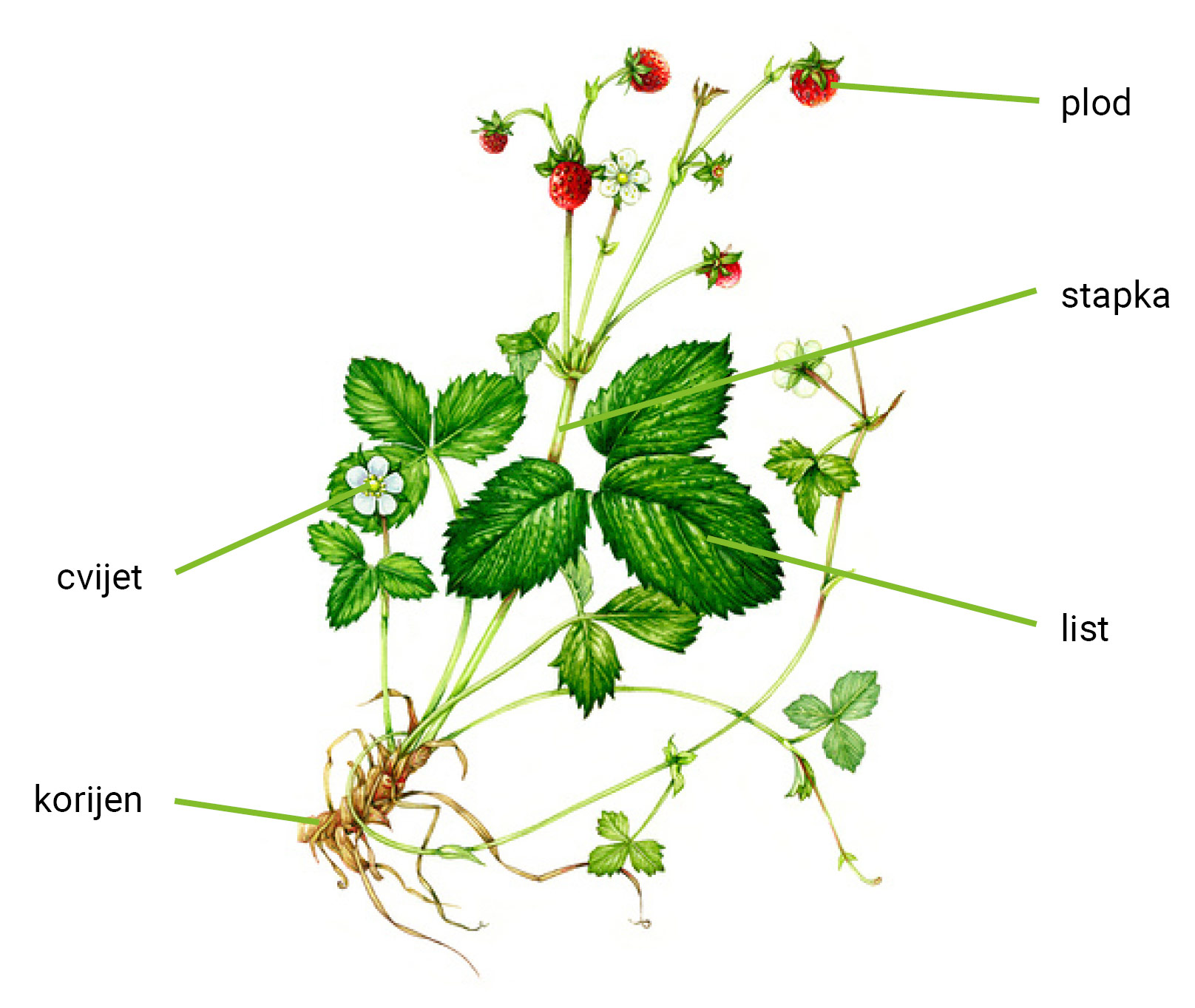 Građa kritosjemenjača