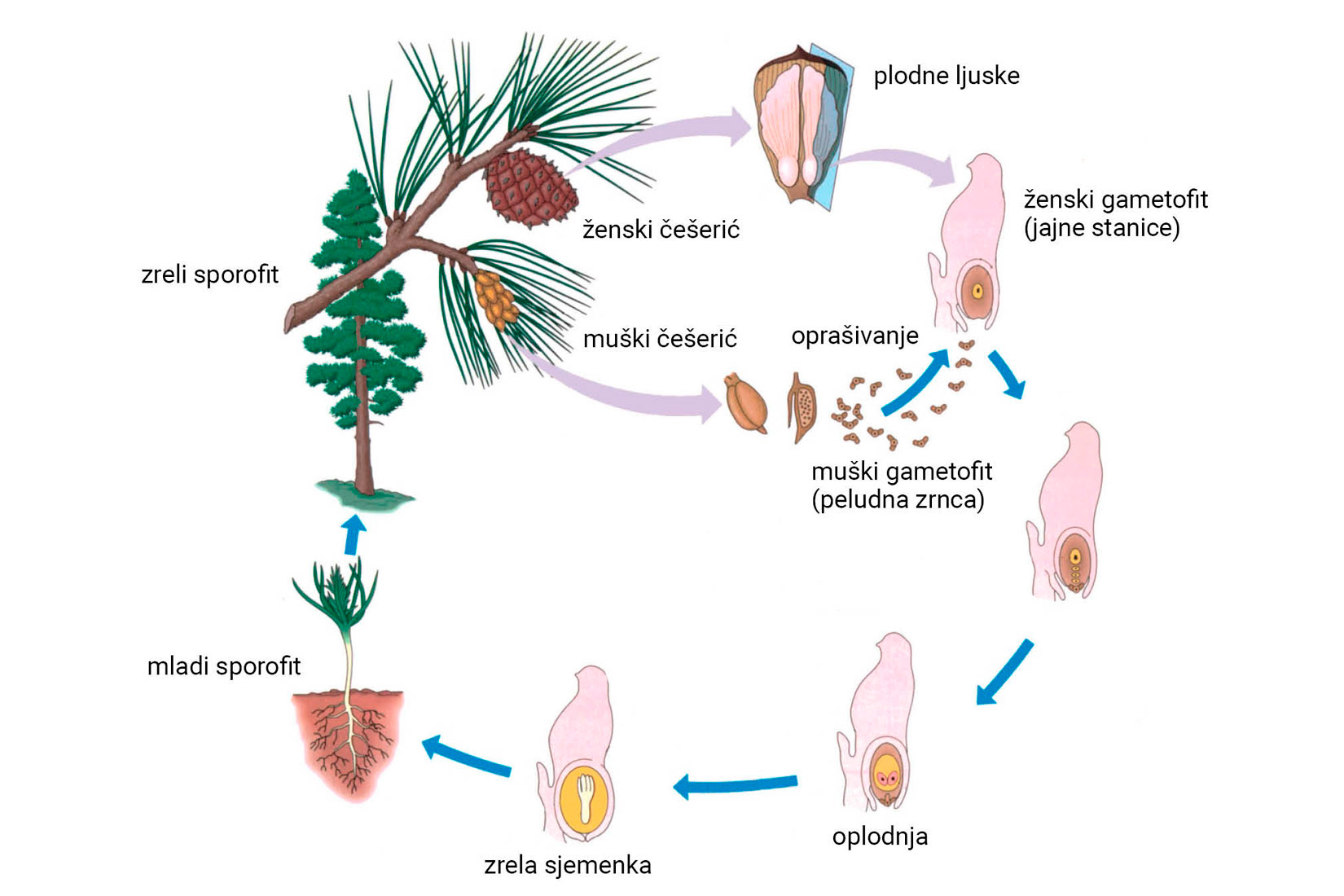 Životni ciklus golosjemenjača
