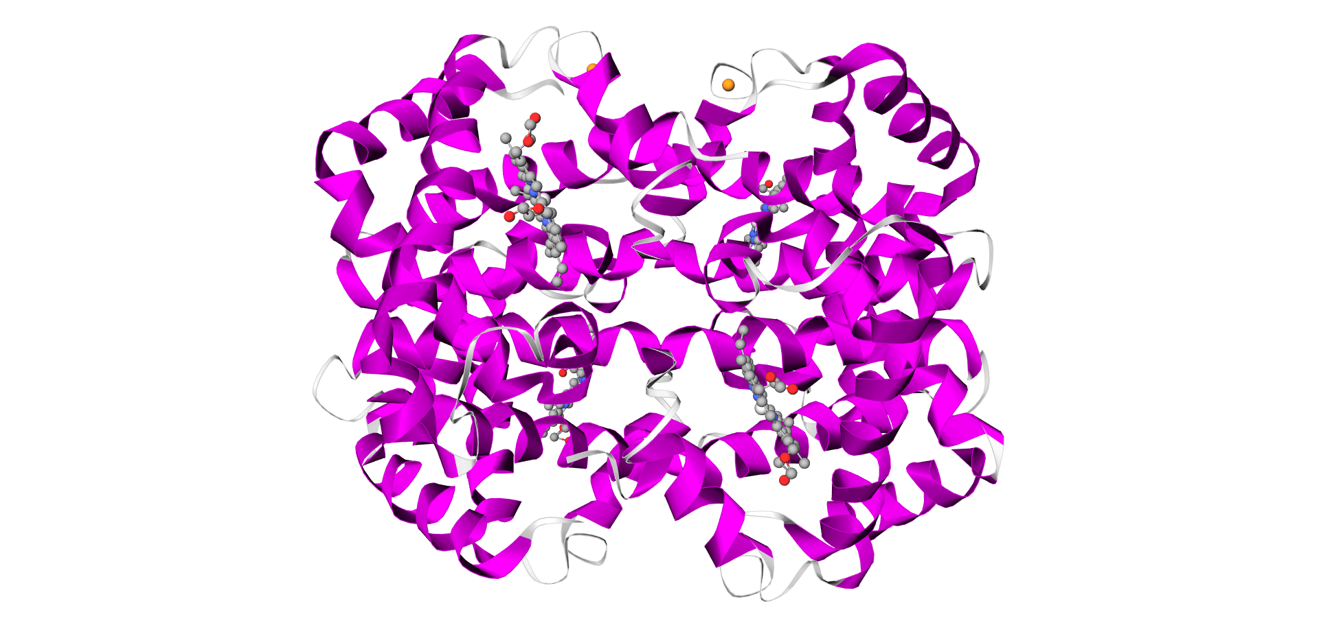 Prikaz modela proteina hemoglobina. Peptidni lanci izgledaju poput spiralno razmotane ljubičaste vrste.