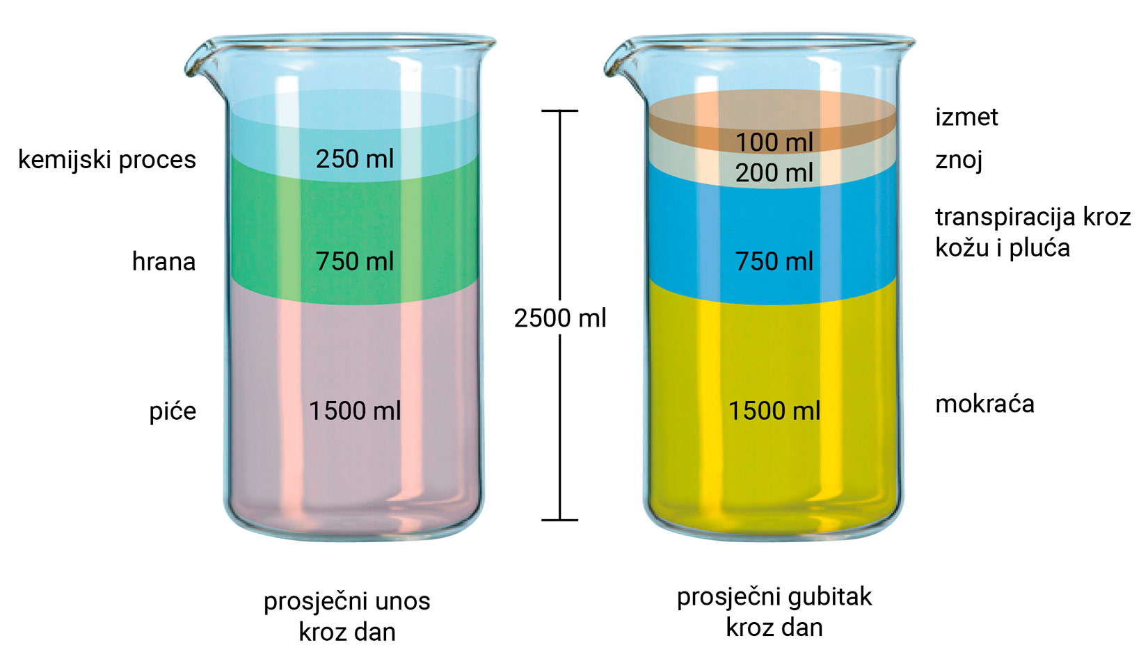 Na slici su prikazane dvije laboratorijske čaše koje imaju 2500ml. Jedna prikazuje unos vode kroz dana, a drugi gubitak vode kroz dan. U prvoj čaši rozom je bojom istaknuta voda koju unosimo pićem, 1500 ml. zelenom bojom je istaknuta voda koju unosimo hranom, 750 ml. 250 ml vode unosimo kemijskim procesima. 1500 ml vode gubimo kroz dan mokraćom, 750 ml transpiracijom kroz kožu i pluća, 200 ml kroz znoj, a 100 ml kroz izmet.