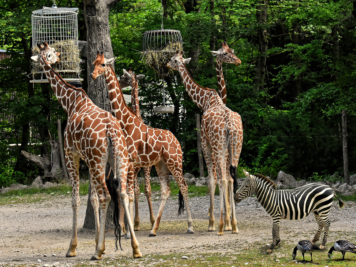 Pet žirafa u zoološkom vrtu hrane se pomoću hranilica obješenih na drvetu, a pored njih je i zebra.