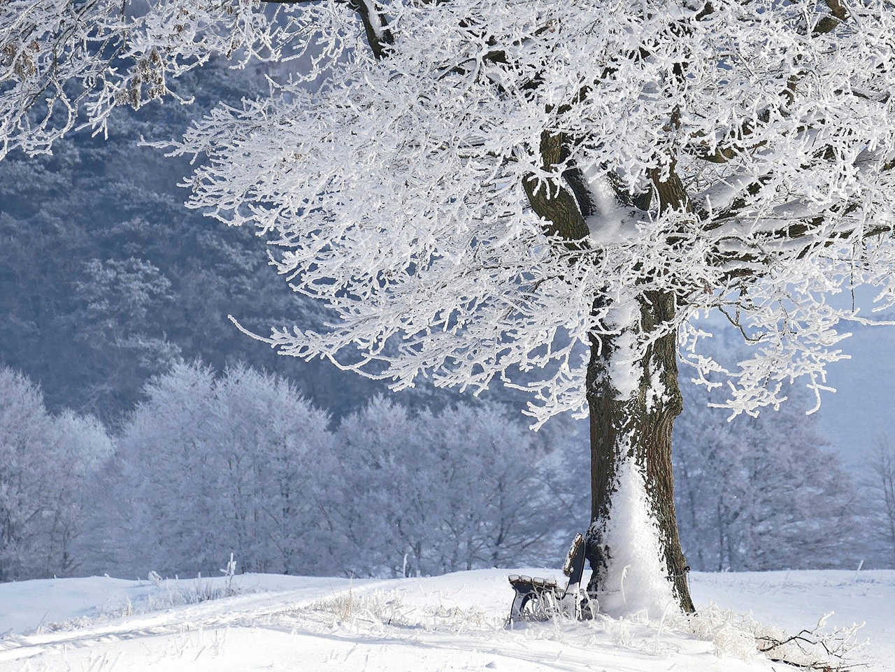 Drvo okovano snijegom u zimskom krajoliku. 