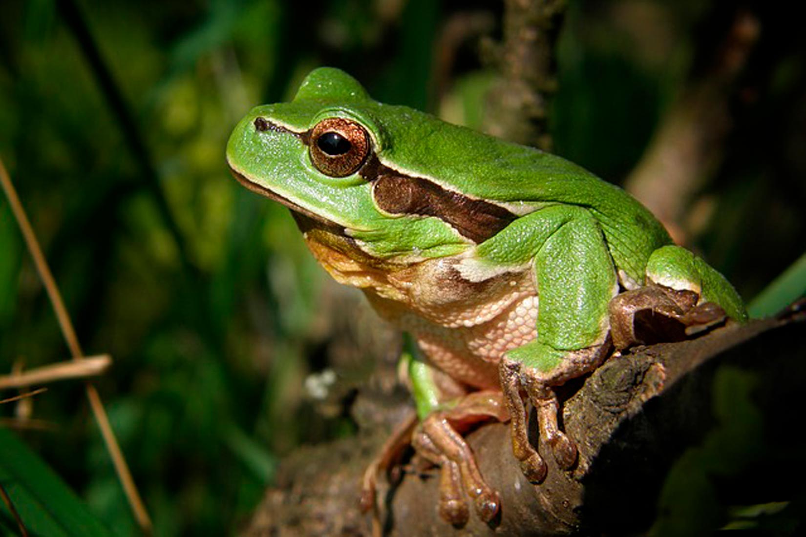 Api Zaba Svitkovci – Biologija 7