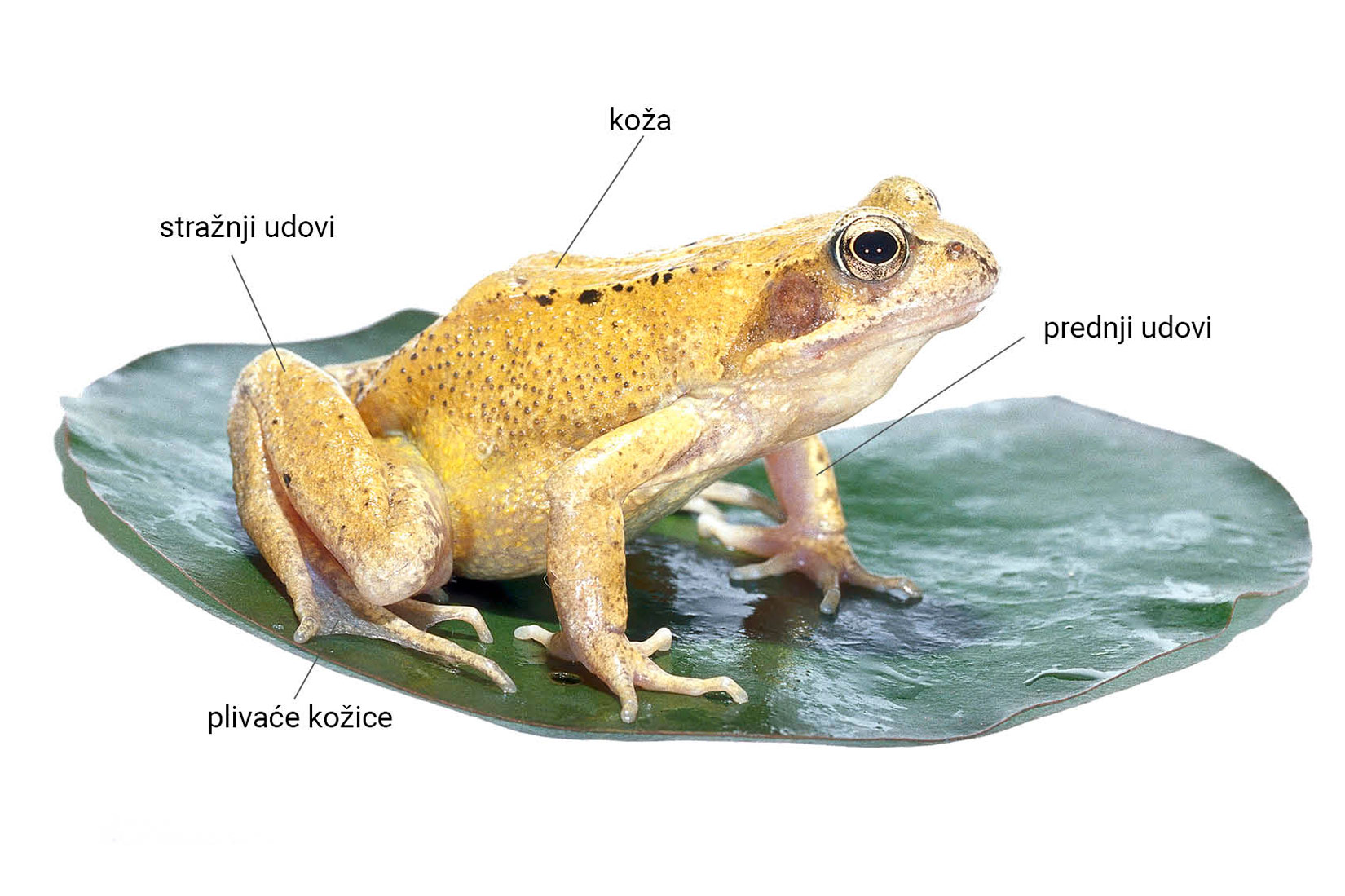 Ribe i vodozemci – Biologija 7