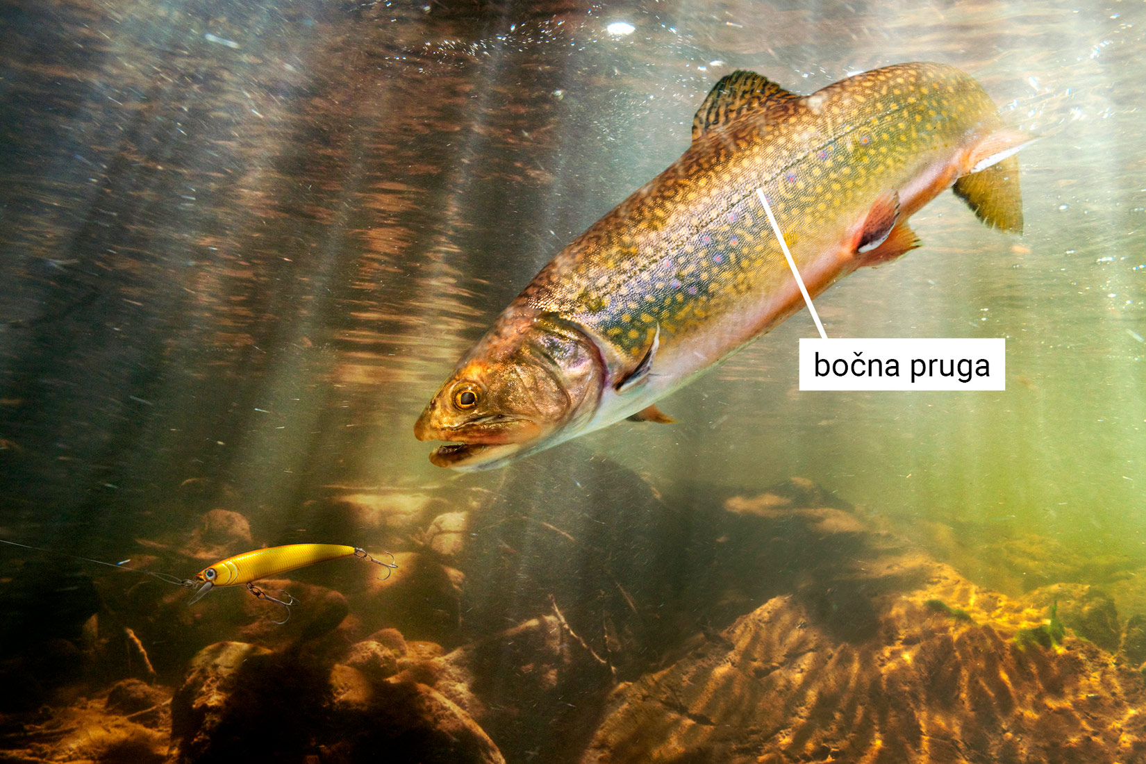 Ribe i vodozemci – Biologija 7
